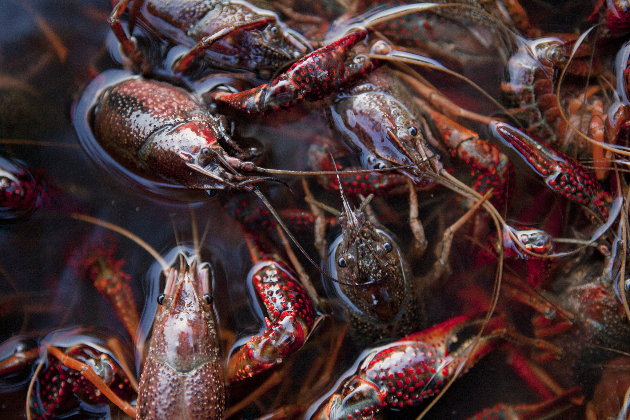 基围虾不是虾？只是一种养殖方式？