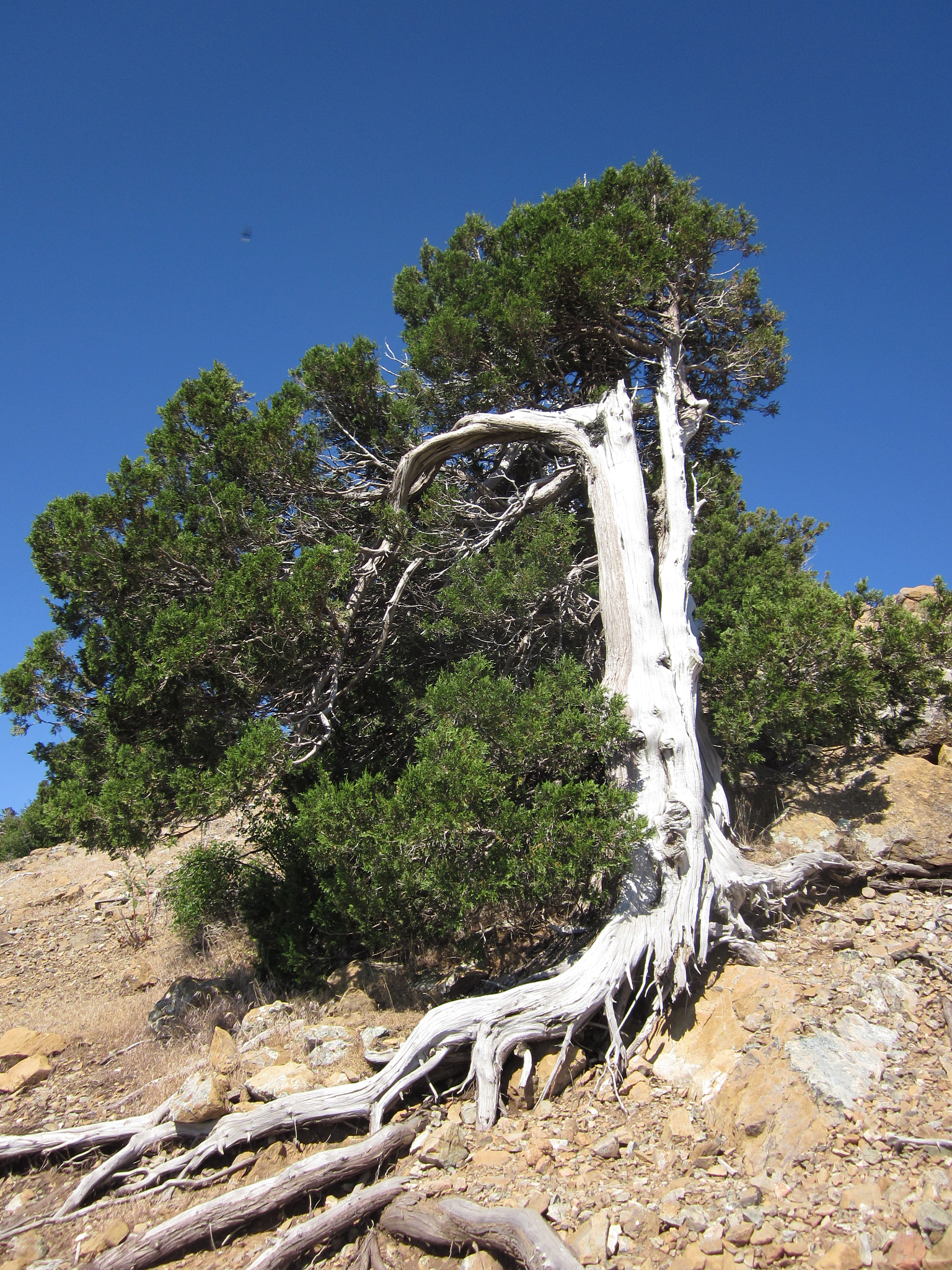 这棵树高耸入云，简直是天上的巨人！