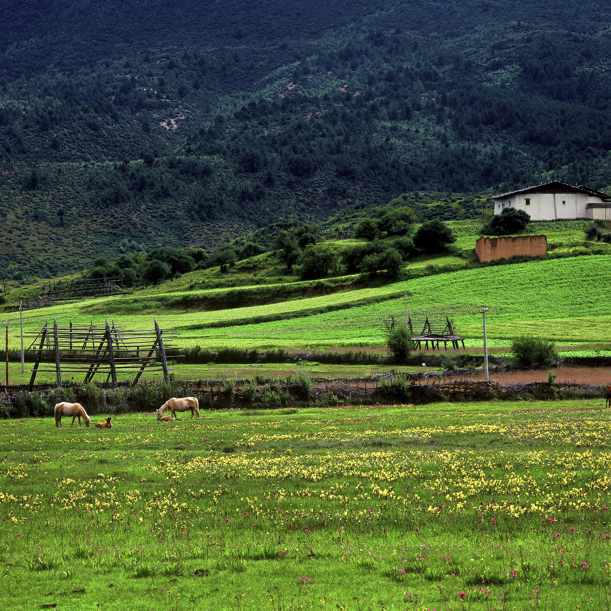 夏日小村庄：远离喧嚣，感受宁静与美好