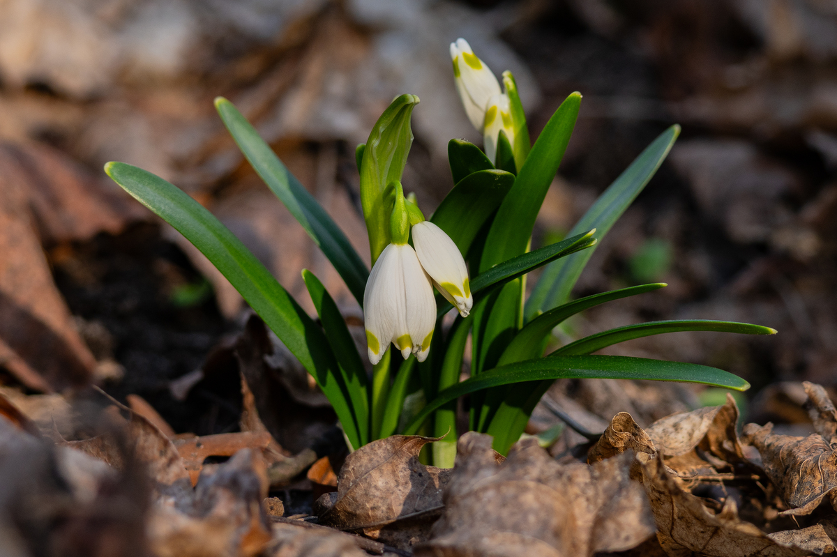 春雪花 - leucojum vernum