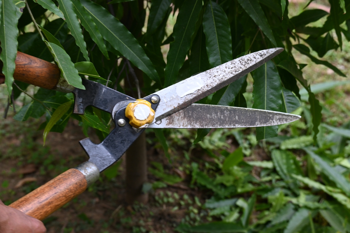 园艺工具：全面的种植和维护指南