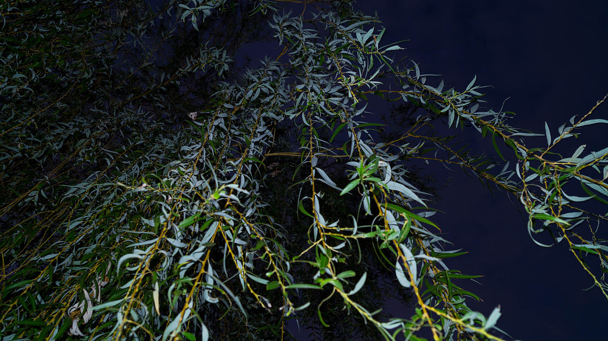 柳枝像什么二年级