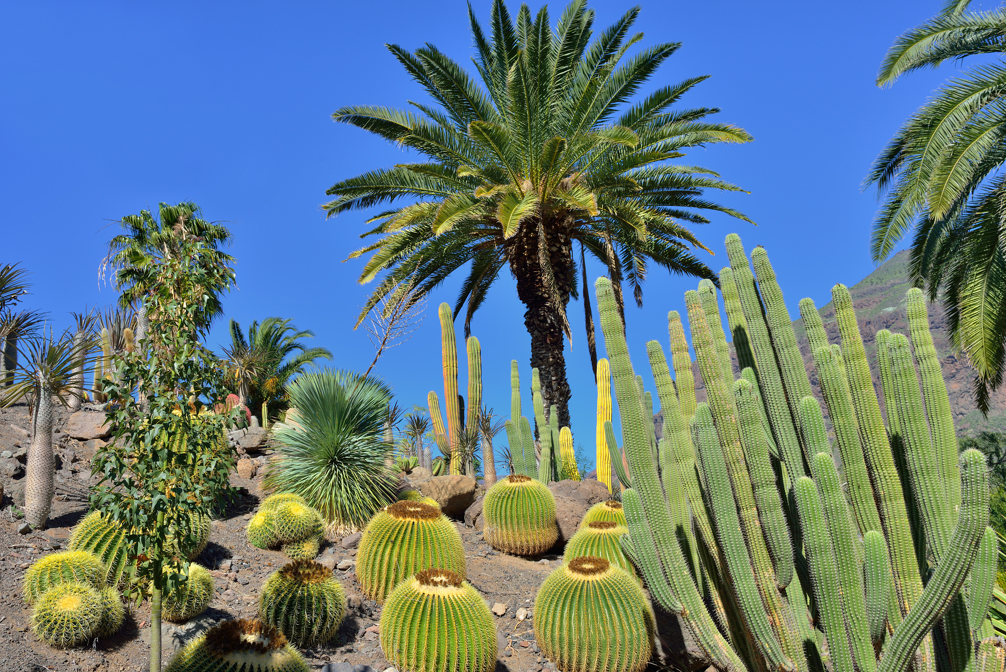 我现在这有31种沙漠药用植物需要将汉语翻译成英文请准确翻译：0 亚麻 1 地榆 2 地锦草 3 地黄 4 委陵菜 5 威灵仙 6 射干 7 木贼 8 沙拐枣 9 沙棘 10 紫花地丁 11 紫菀 12 红花 13 红蓼 14 细叶益母草 15 罗布麻 16 肉苁蓉 17 苍耳 18 苦参