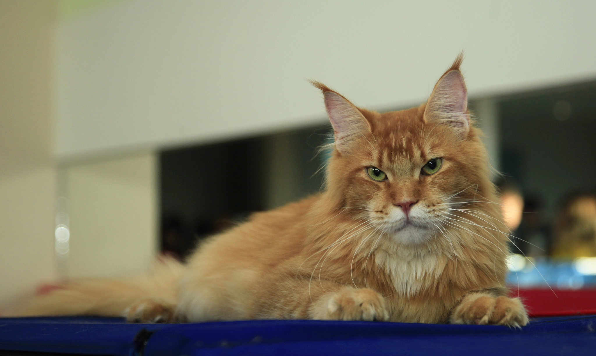 maine coon