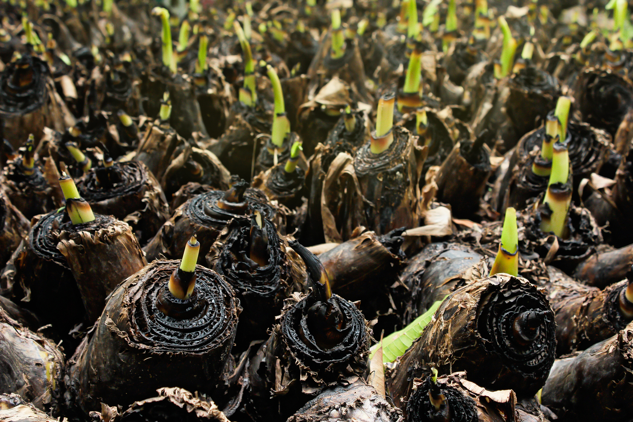 香蕉人是什么意思