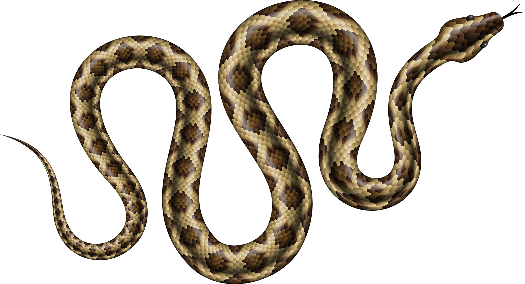 眼镜蛇在眼镜被发明之前叫什么