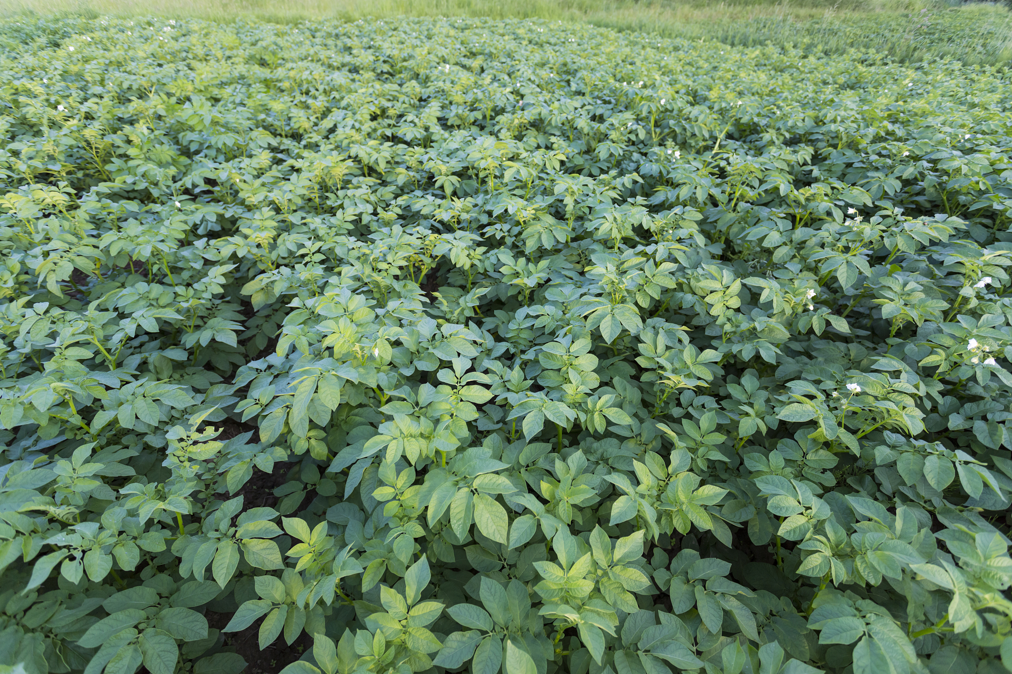 potato field