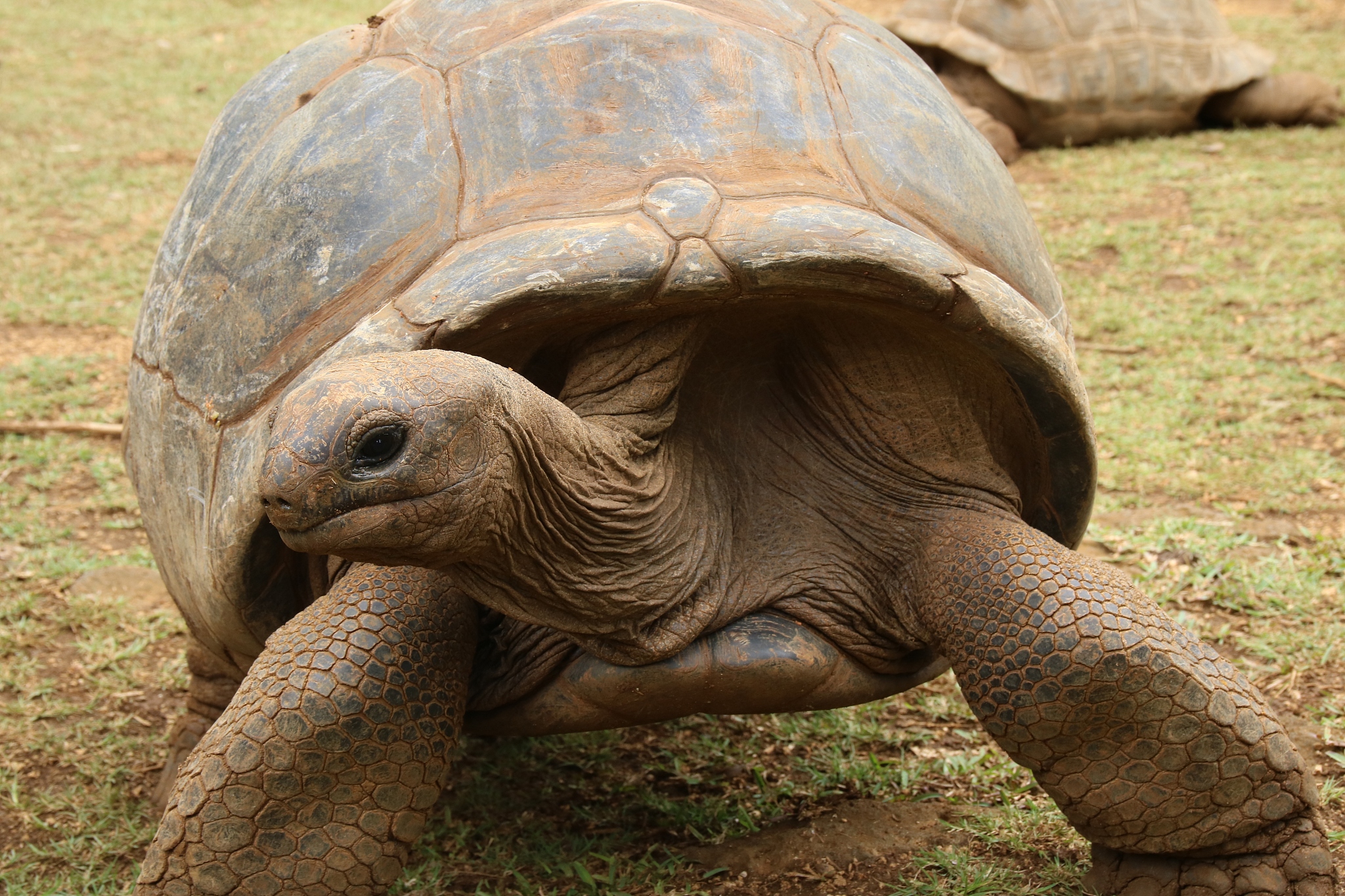 aldabra giant tortoise, dipsochelys gigantea, mauritius, indian 