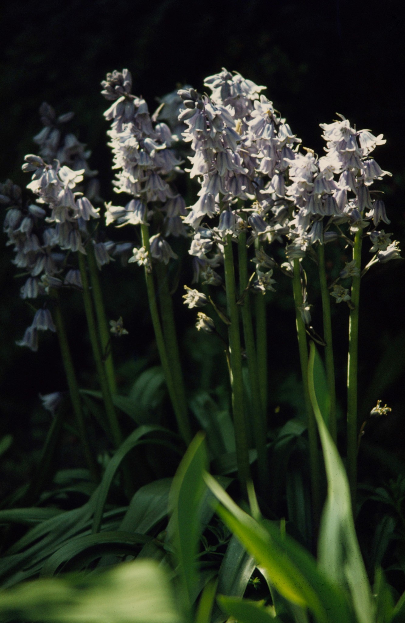 flowers in irish landscape