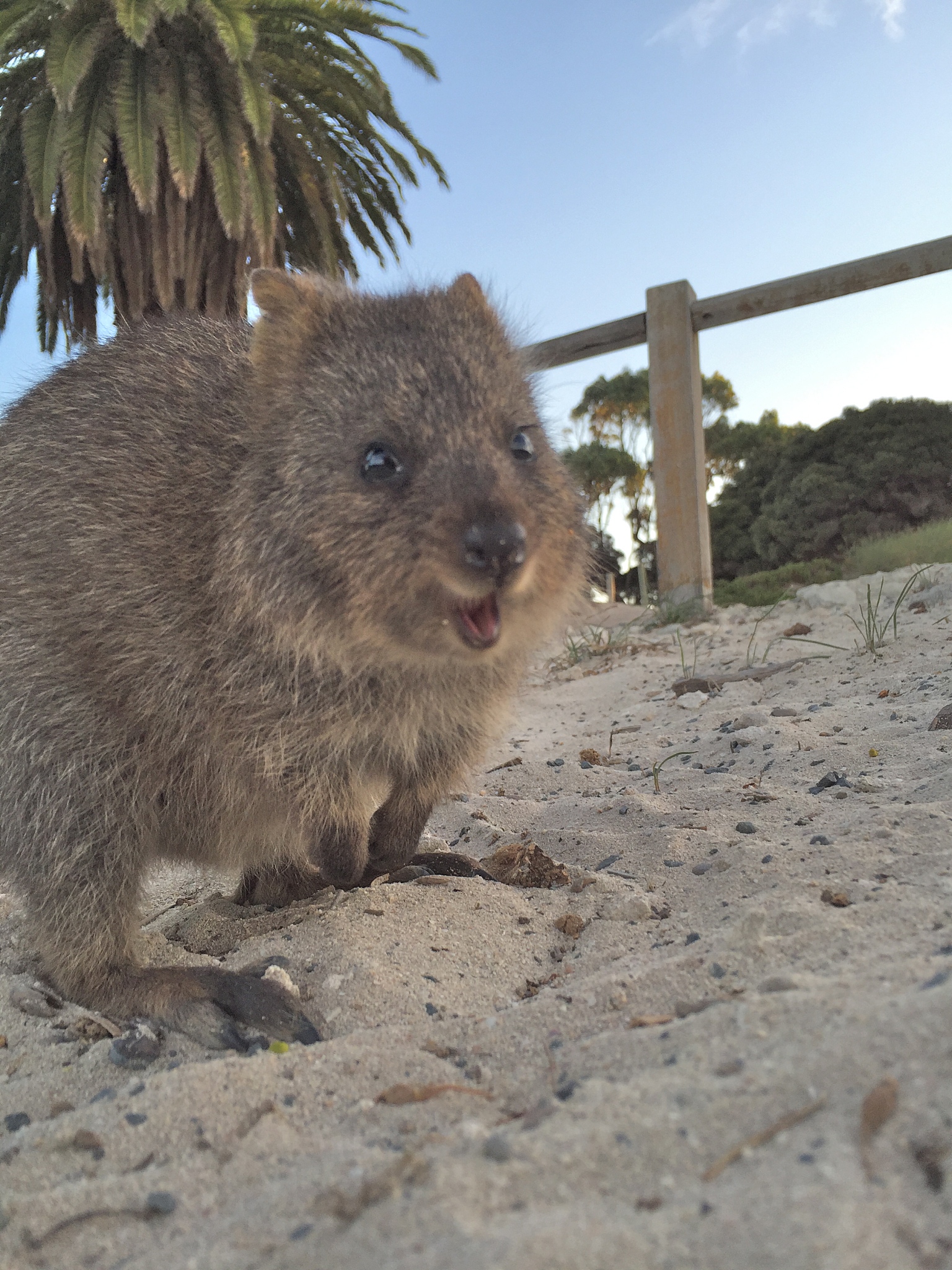 quokka (setonix brachyrus) encounter at rottnest island, western