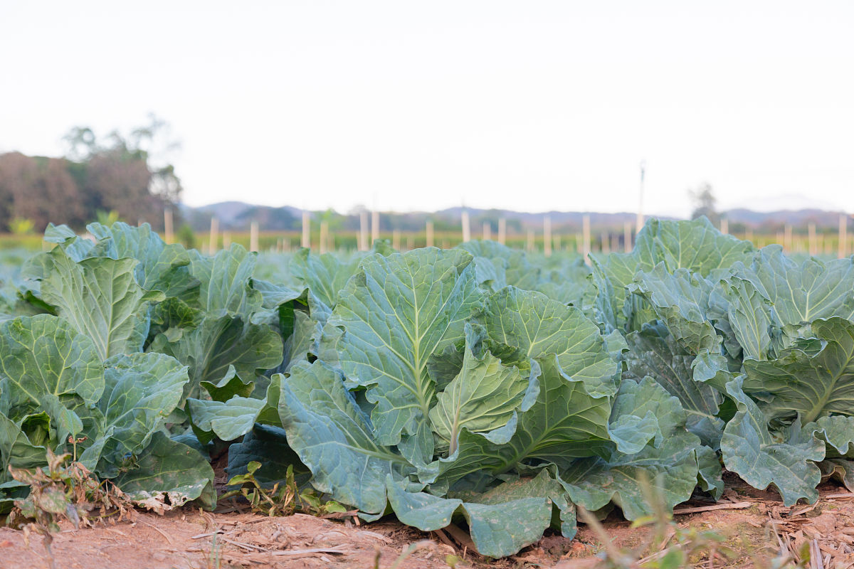 肇庆市农业学校2023年招生简章-怎么样