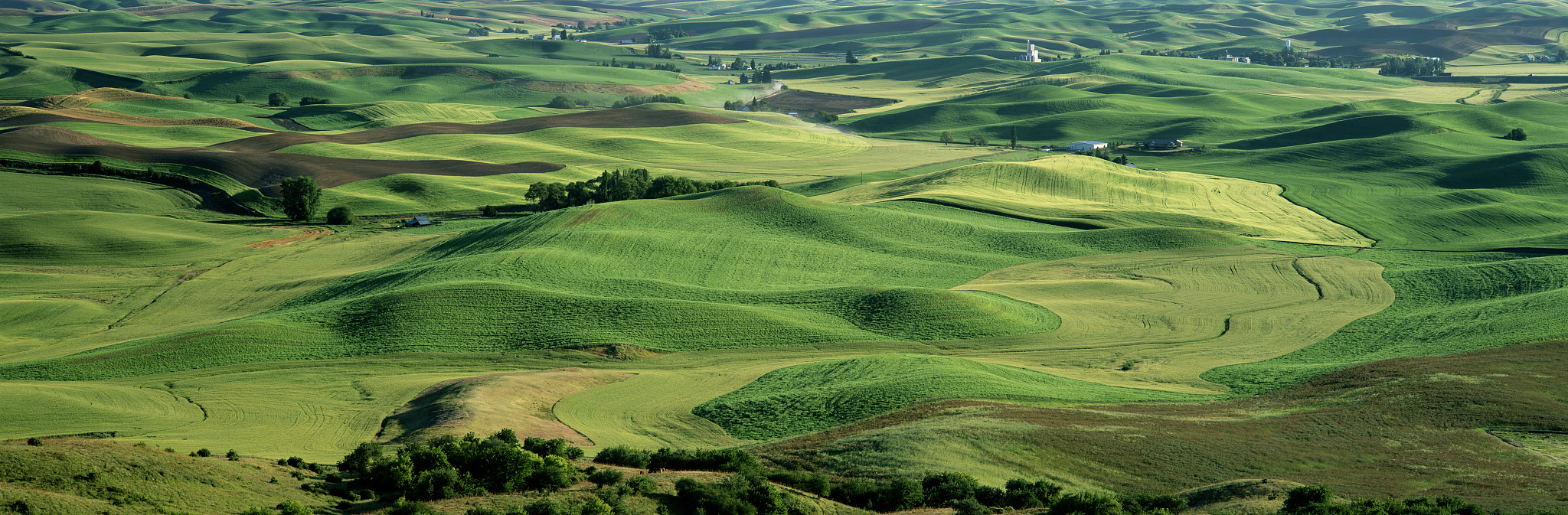 palouse wheat fields and sorghum washington state