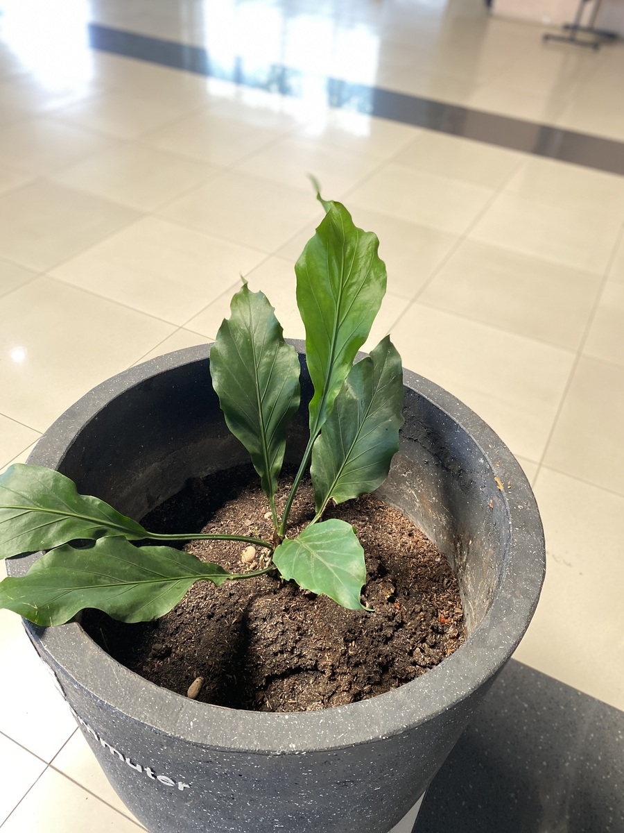大丽花叶子蔫了怎么办