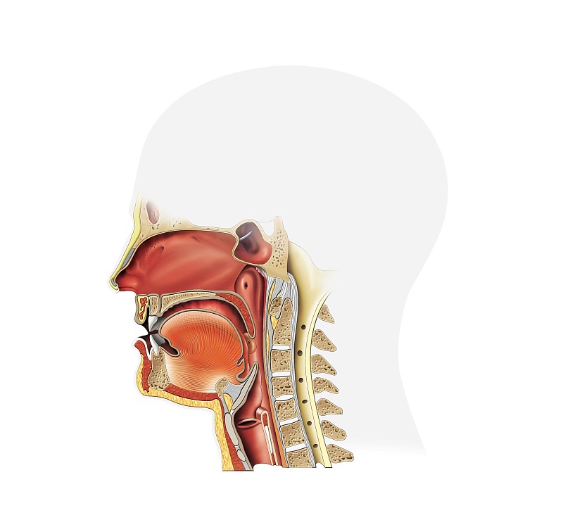 噎住会撑坏食管吗？真相解析