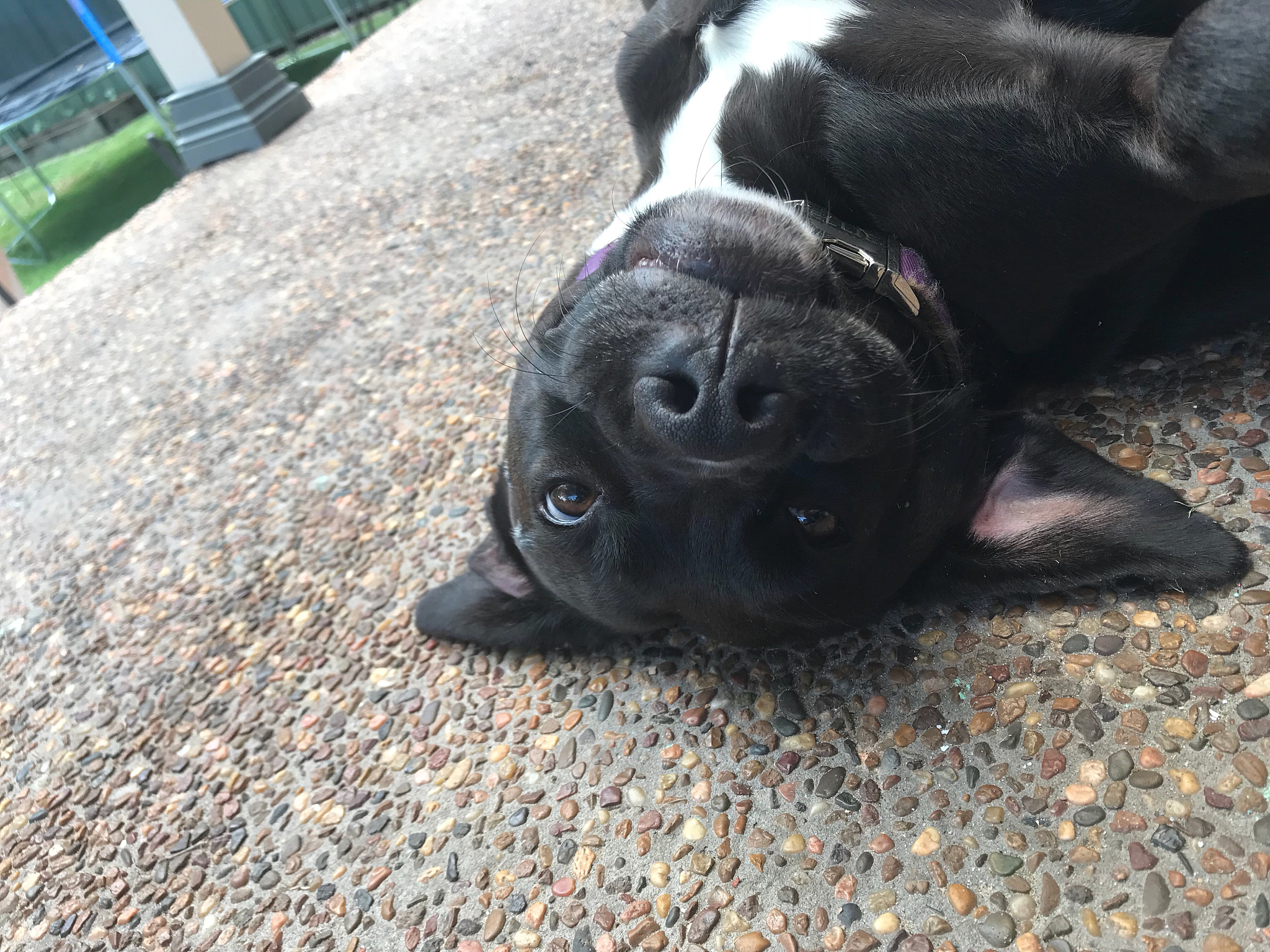 给小狗皮皮做一首古诗