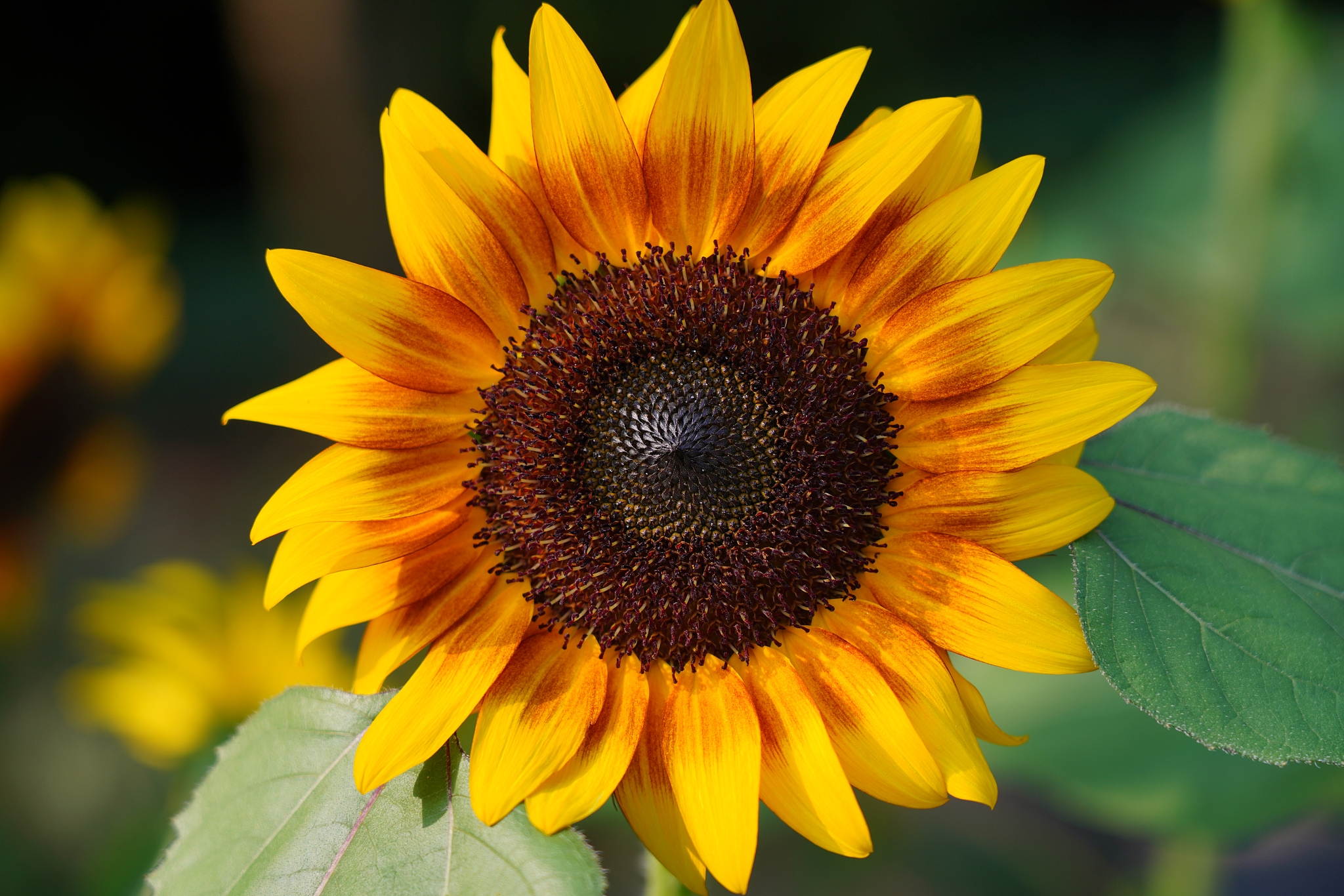 校歌向阳而生向美而行