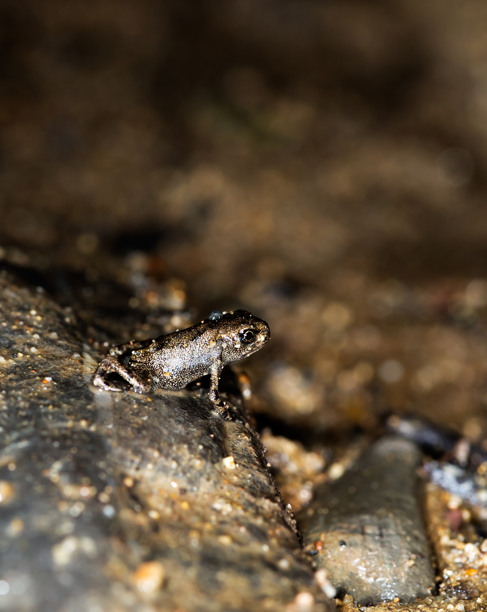 合成动物红包版-全新动物上线，红包福利等你来拿！