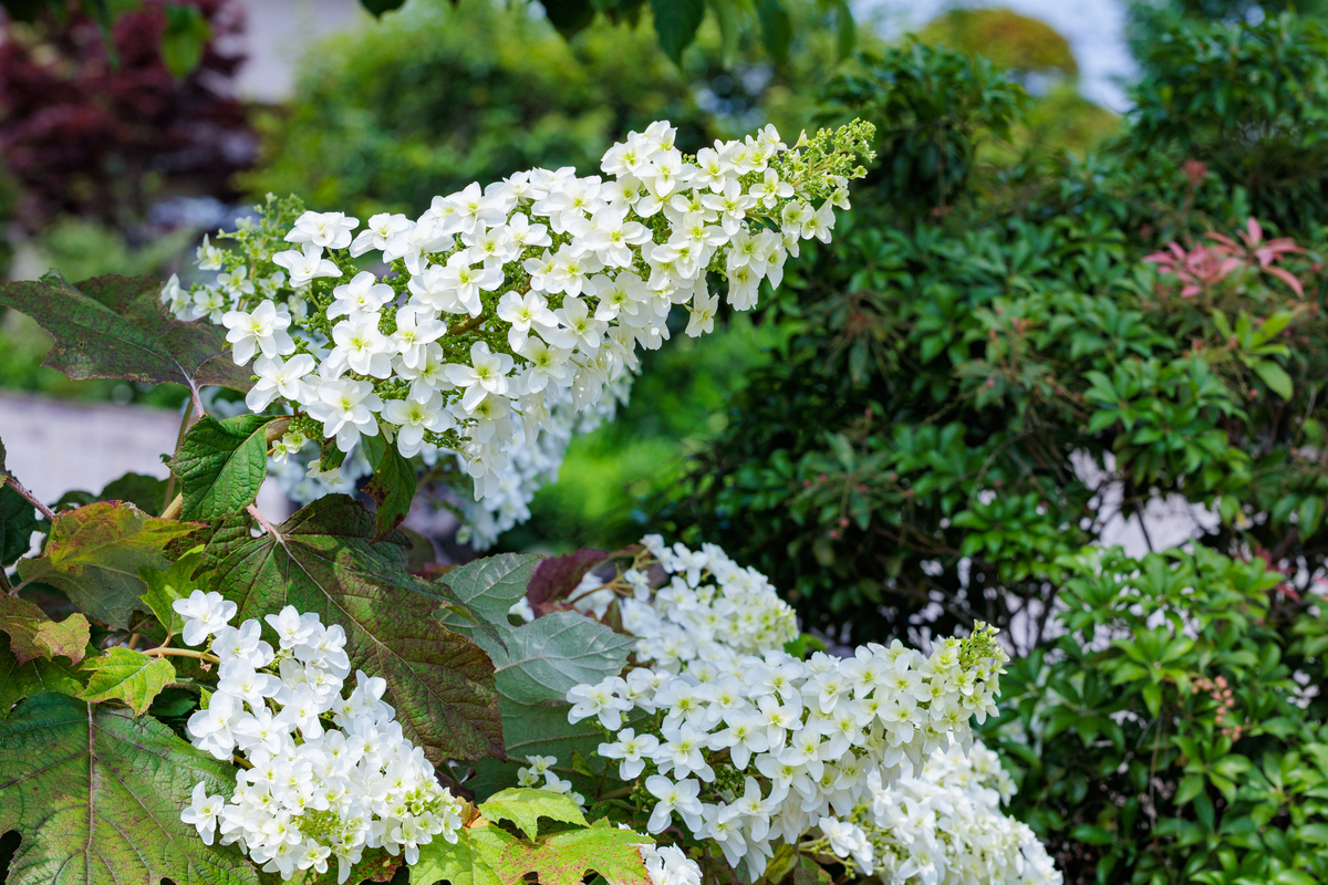菱叶绣线菊菱叶绣线菊学名为Chrysanthemum coronarium L是一种花菜类植物属于菊科植物。它是一种多年生草本植物可以生长到50厘米高。它的茎上有分枝叶子呈菱形或椭圆形而且通常有缺口边缘有突起的牙齿状结构。开花期在夏秋季节花朵为黄色或白色。菱叶绣线菊不仅是一种观赏植物也是一种食用和药用植物。在欧洲和亚洲国家它被广泛栽培作为蔬菜其花苞和嫩叶可以制成各种菜肴。此外它的花瓣和茎叶还有清热
