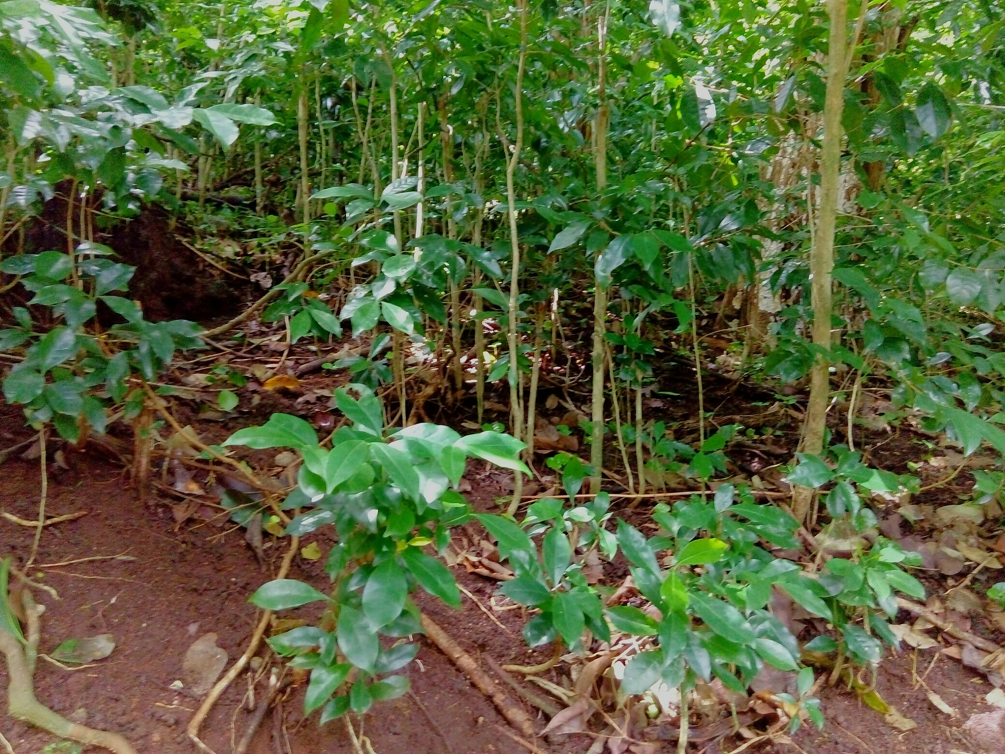plants growing on field in forest