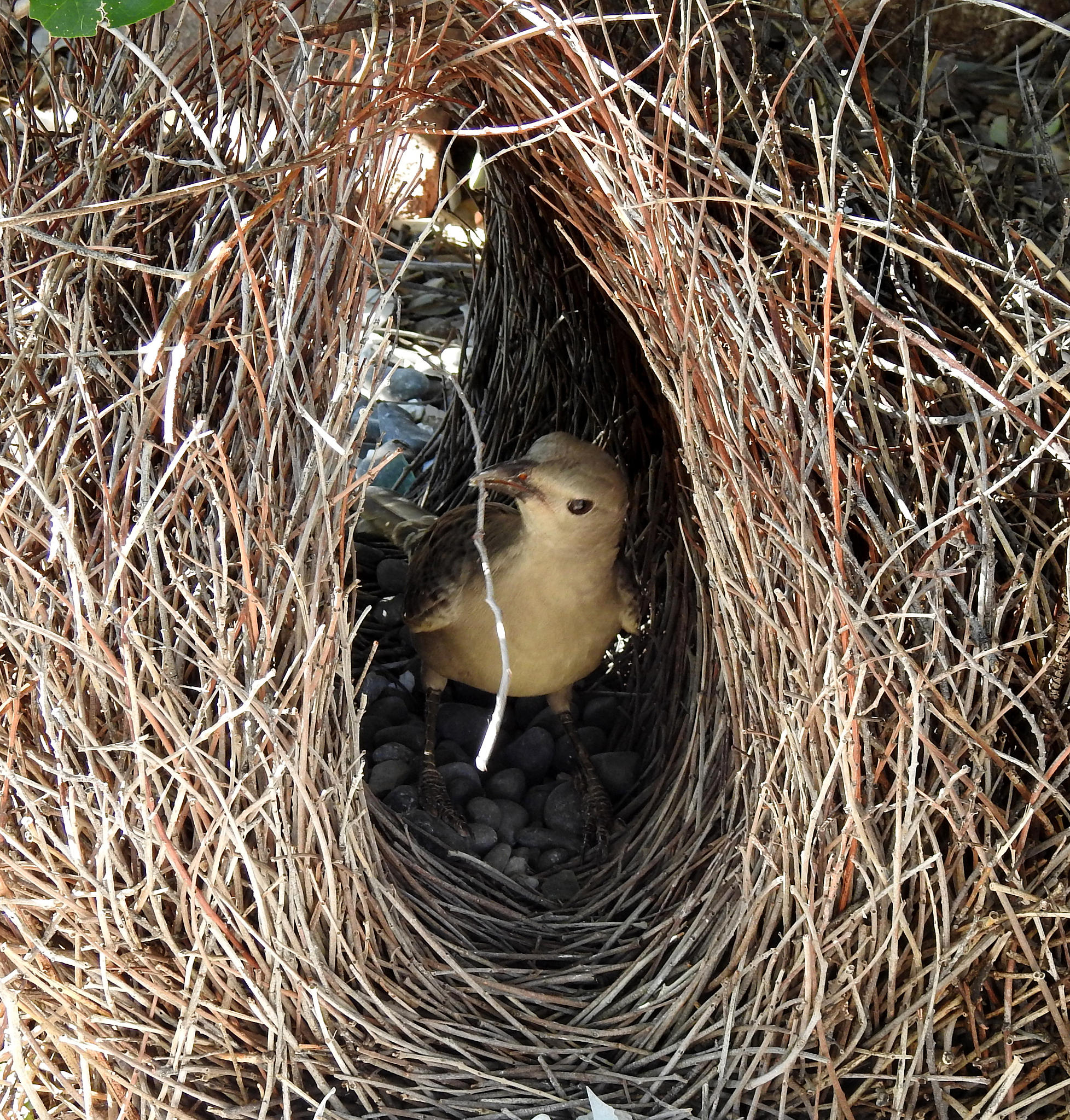 Bird Netting: Protect Your Property & Enjoy Bird-Free Spaces