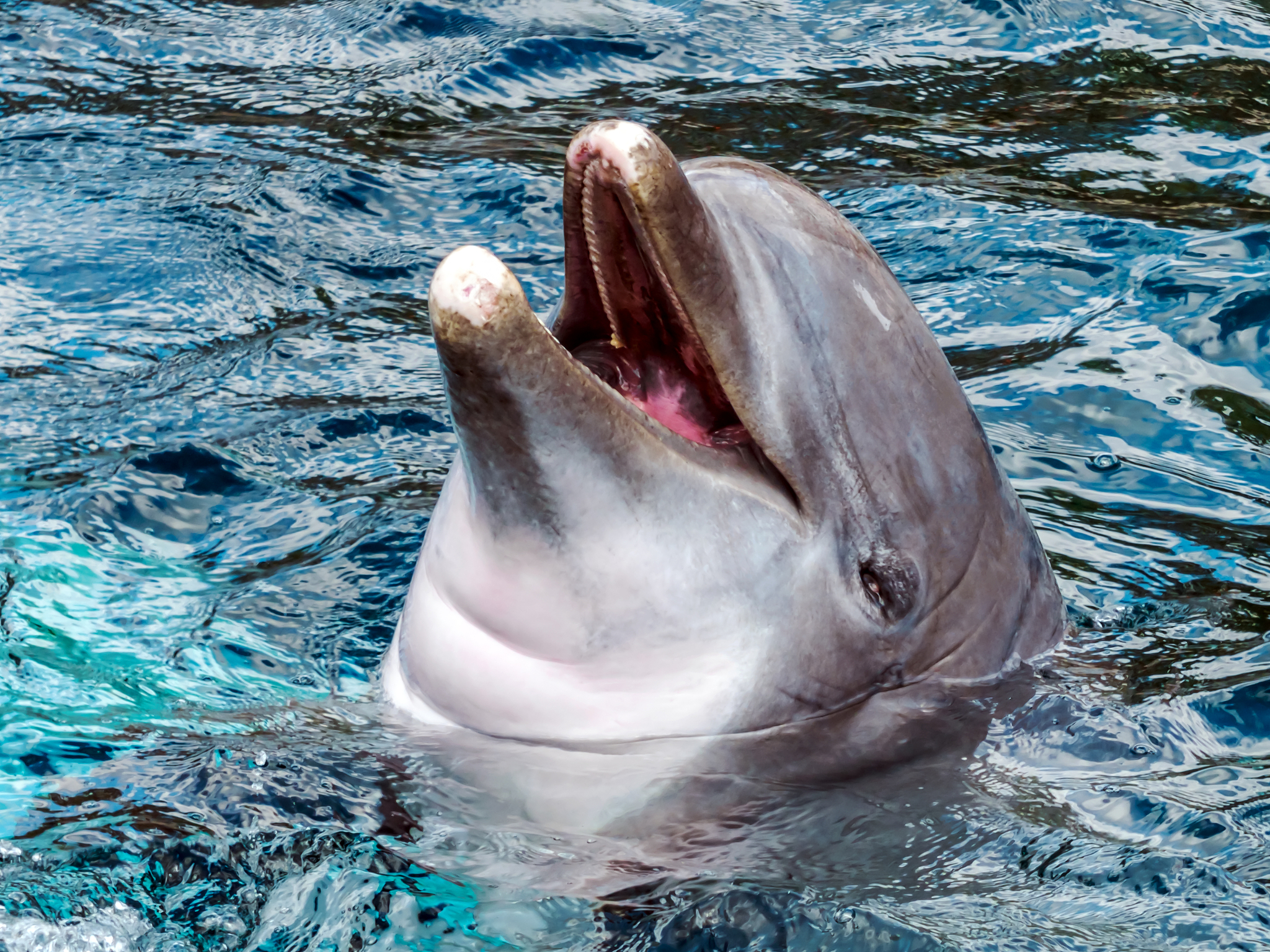 鲸鱼的舌头相当于多少头猪