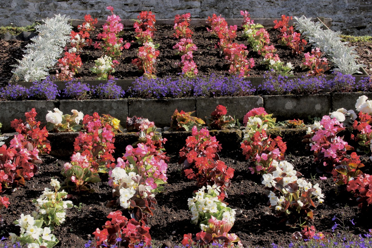 南宁花卉市场发展现状及不足：机遇与挑战并存