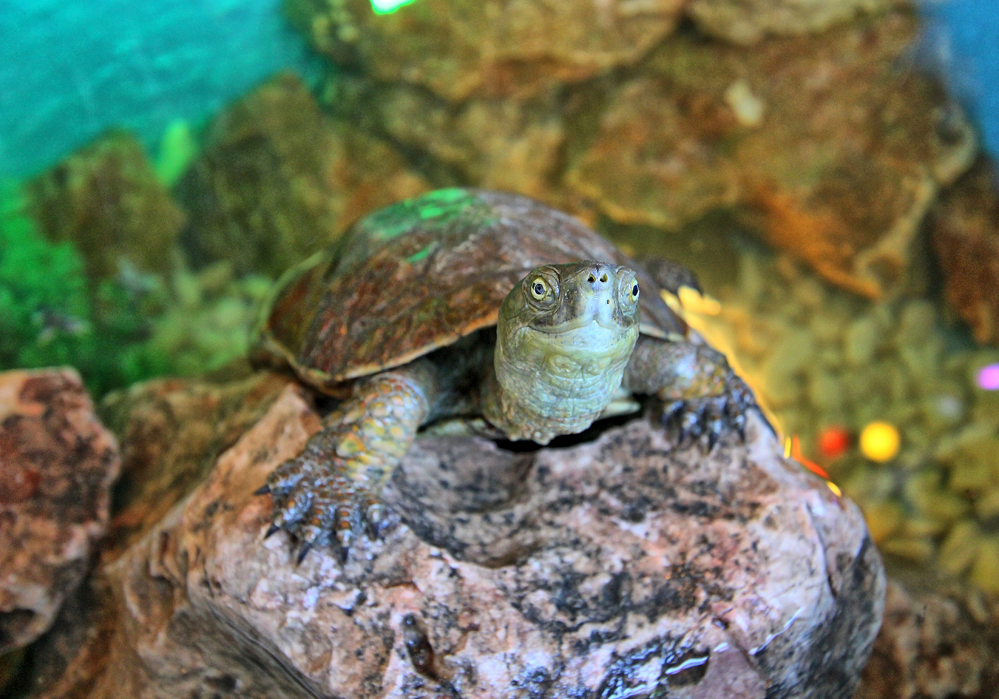 turtle