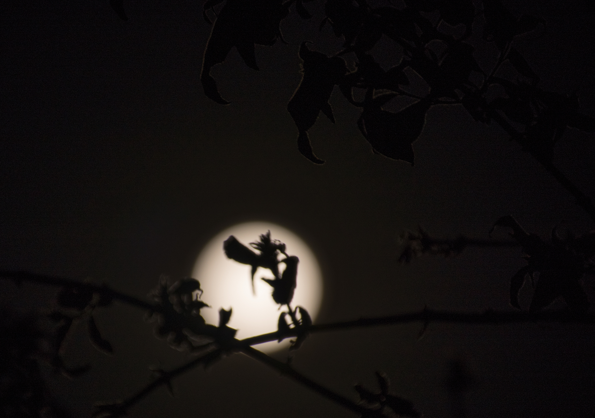 月夜正玩着踩影子仿写