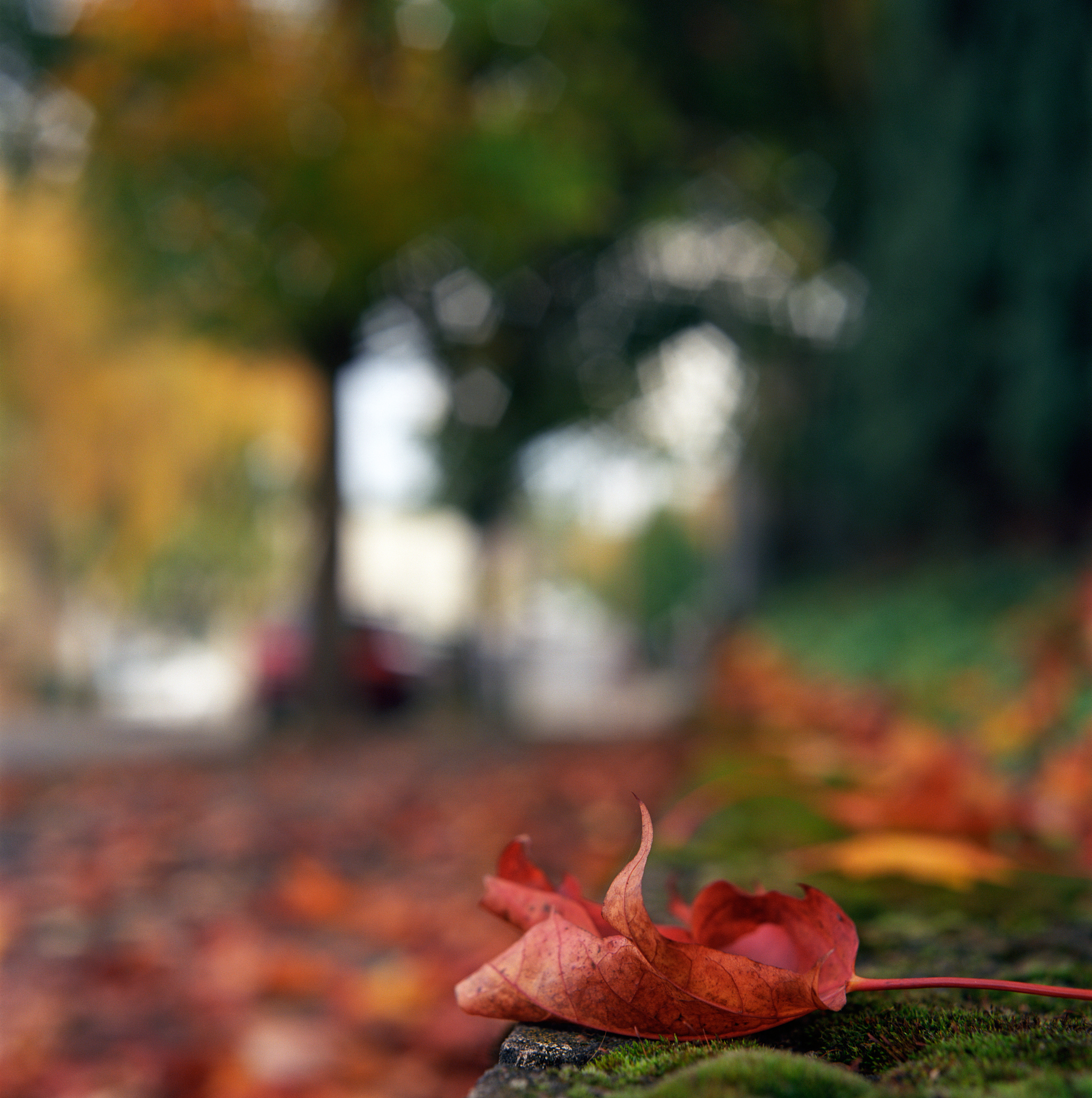 秋风萧瑟，三行诗意境深远