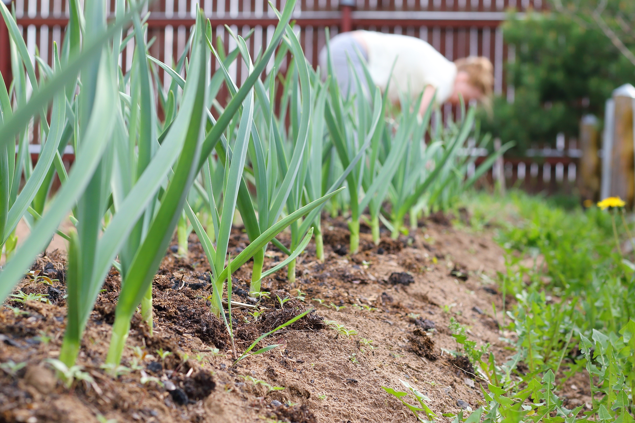 什么是韭菜的跳根？