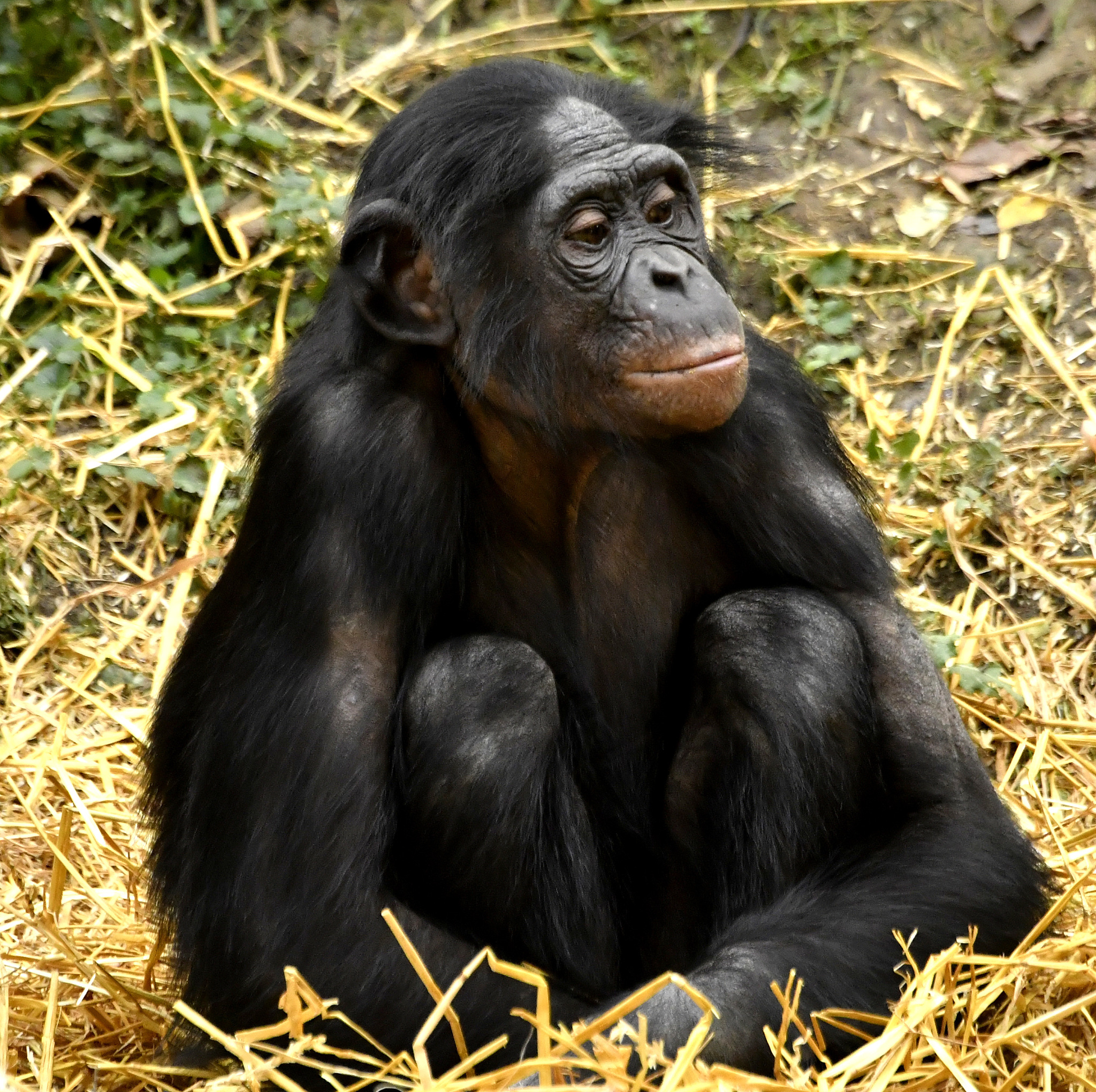 young male bonobo