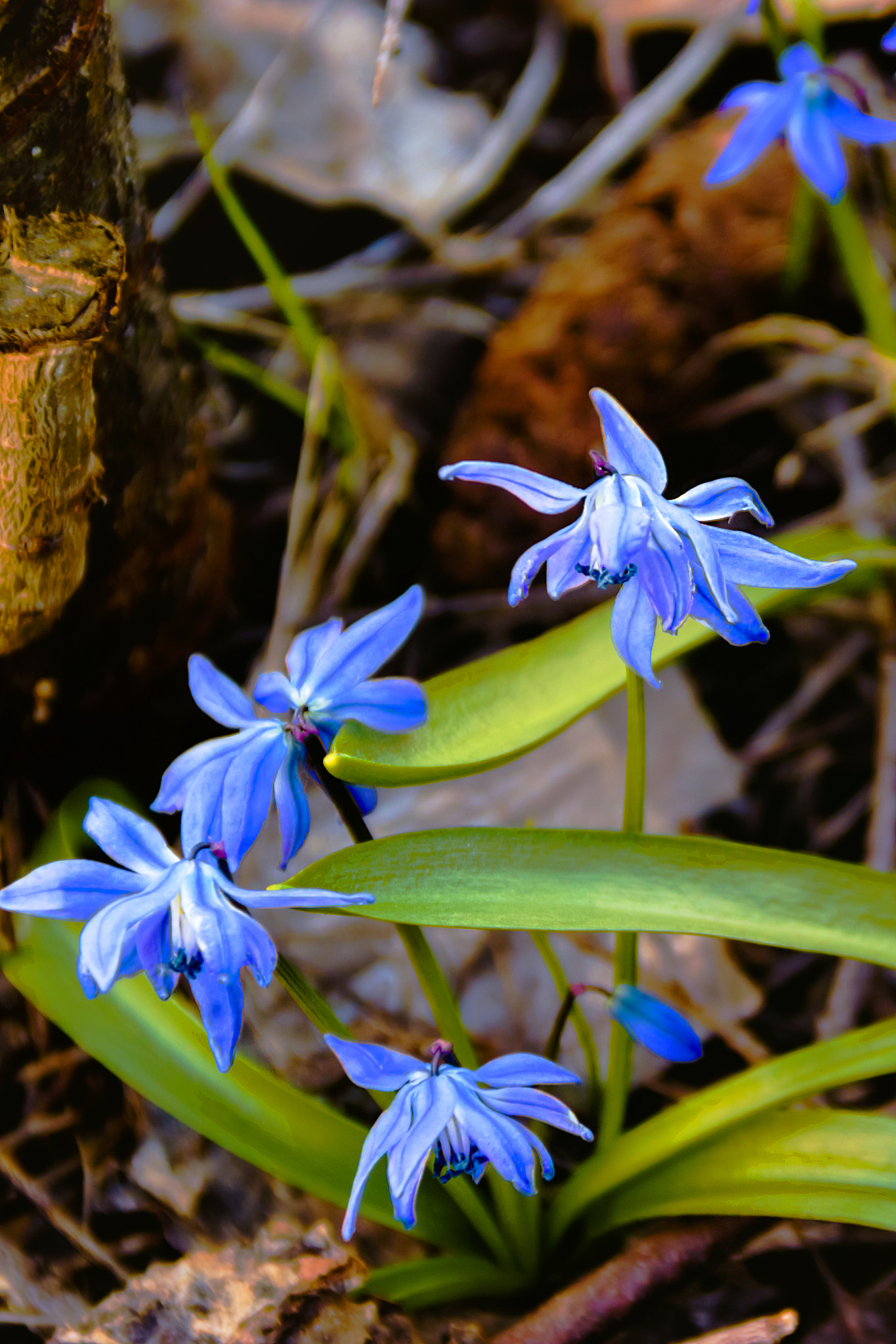 beautiful blue spring flowers close-up