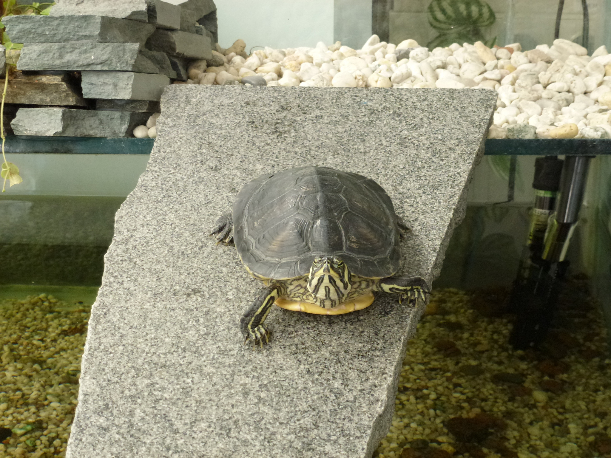 turtle