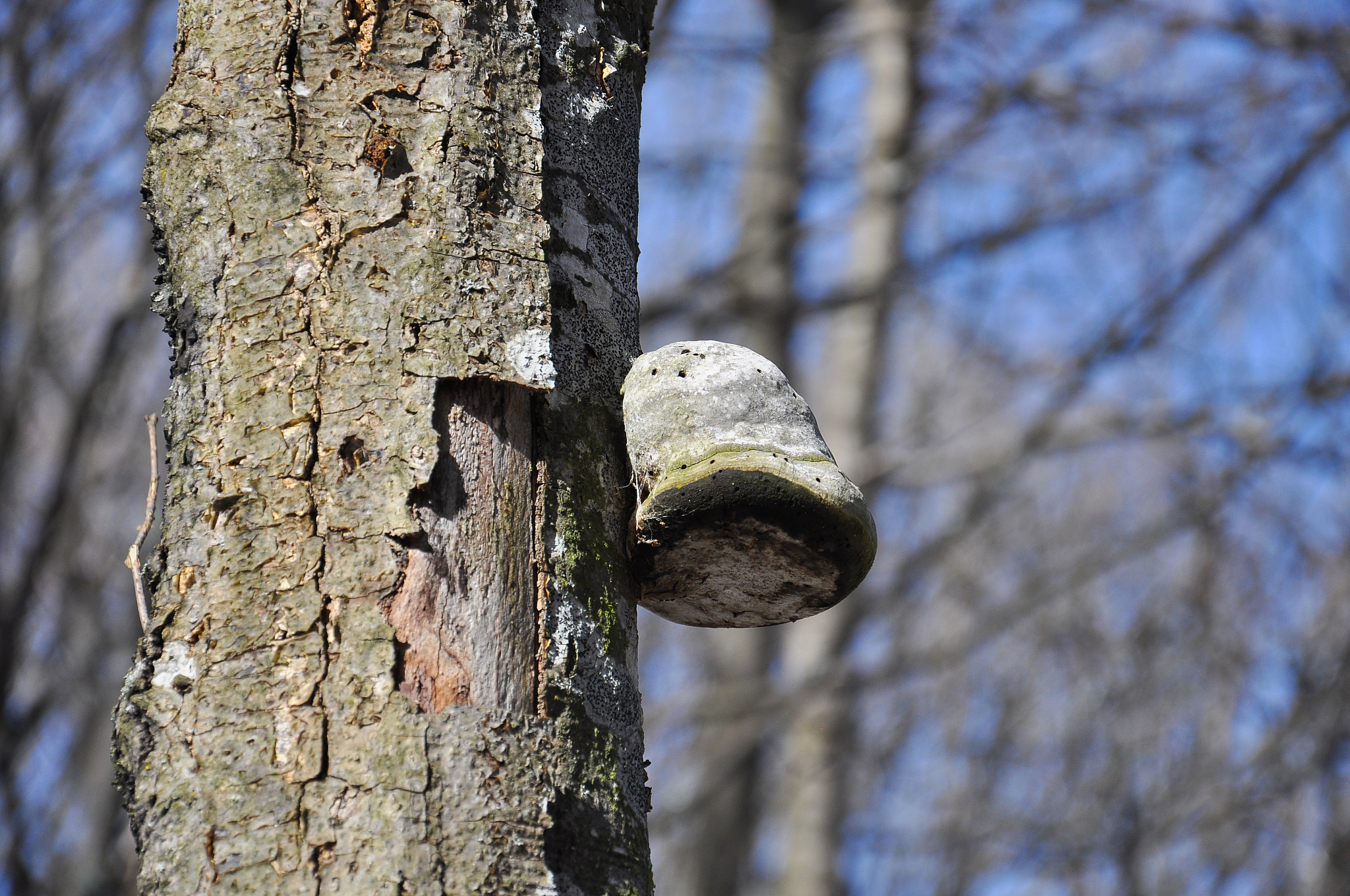 火绒安全是用什么语言开发的？