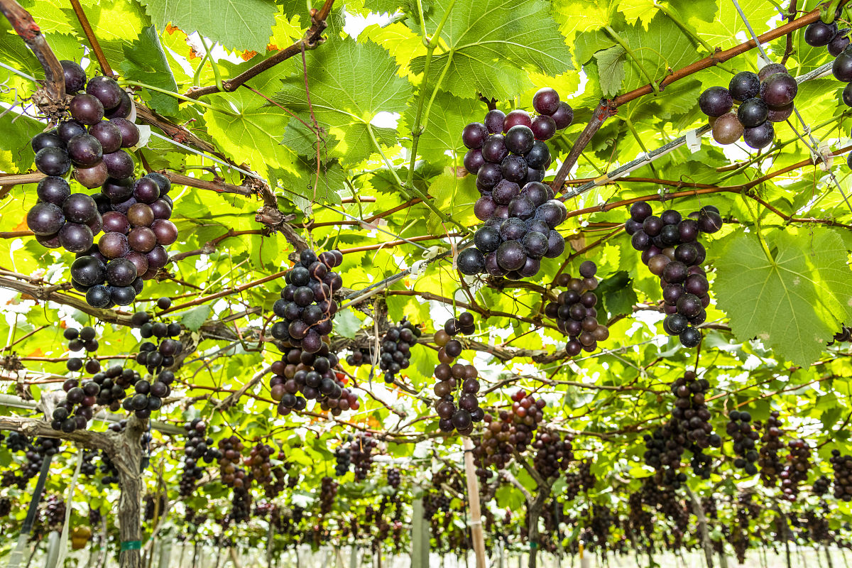 葡萄种植与成熟时间：什么时候可以吃？