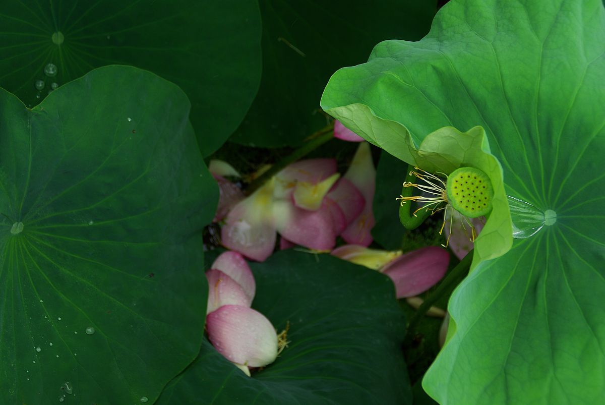 收集落花活动策划