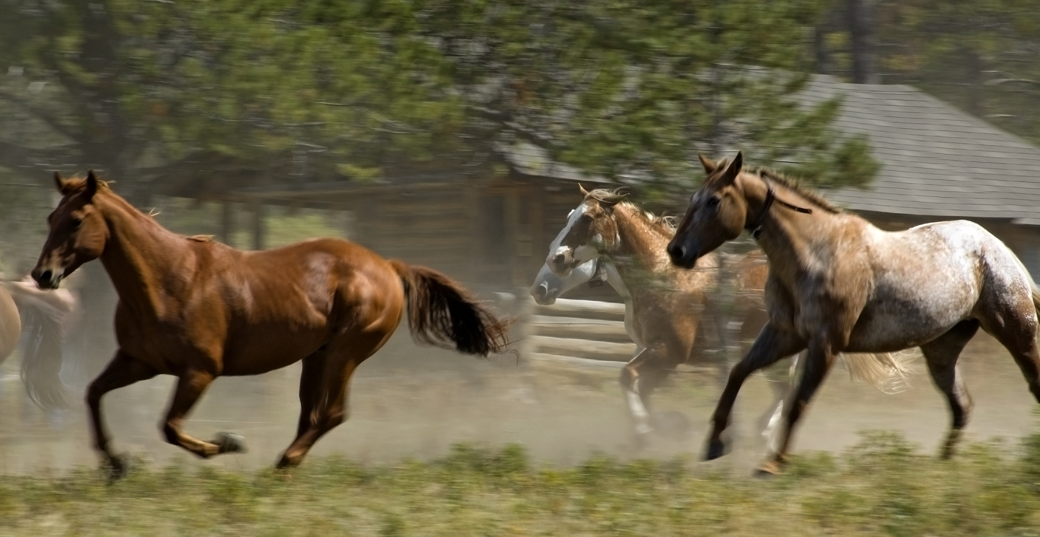 horses racing past with motion blur