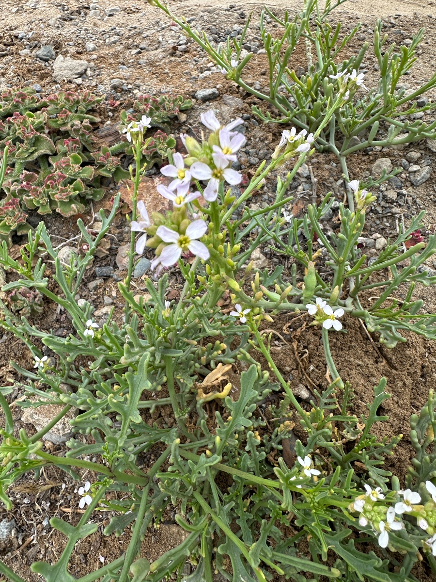 半枝莲的功效与作用及禁忌网用法赶