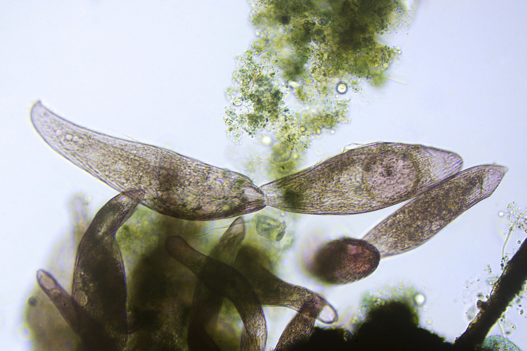 生命的多样性：从单细胞生物到复杂生态系统
