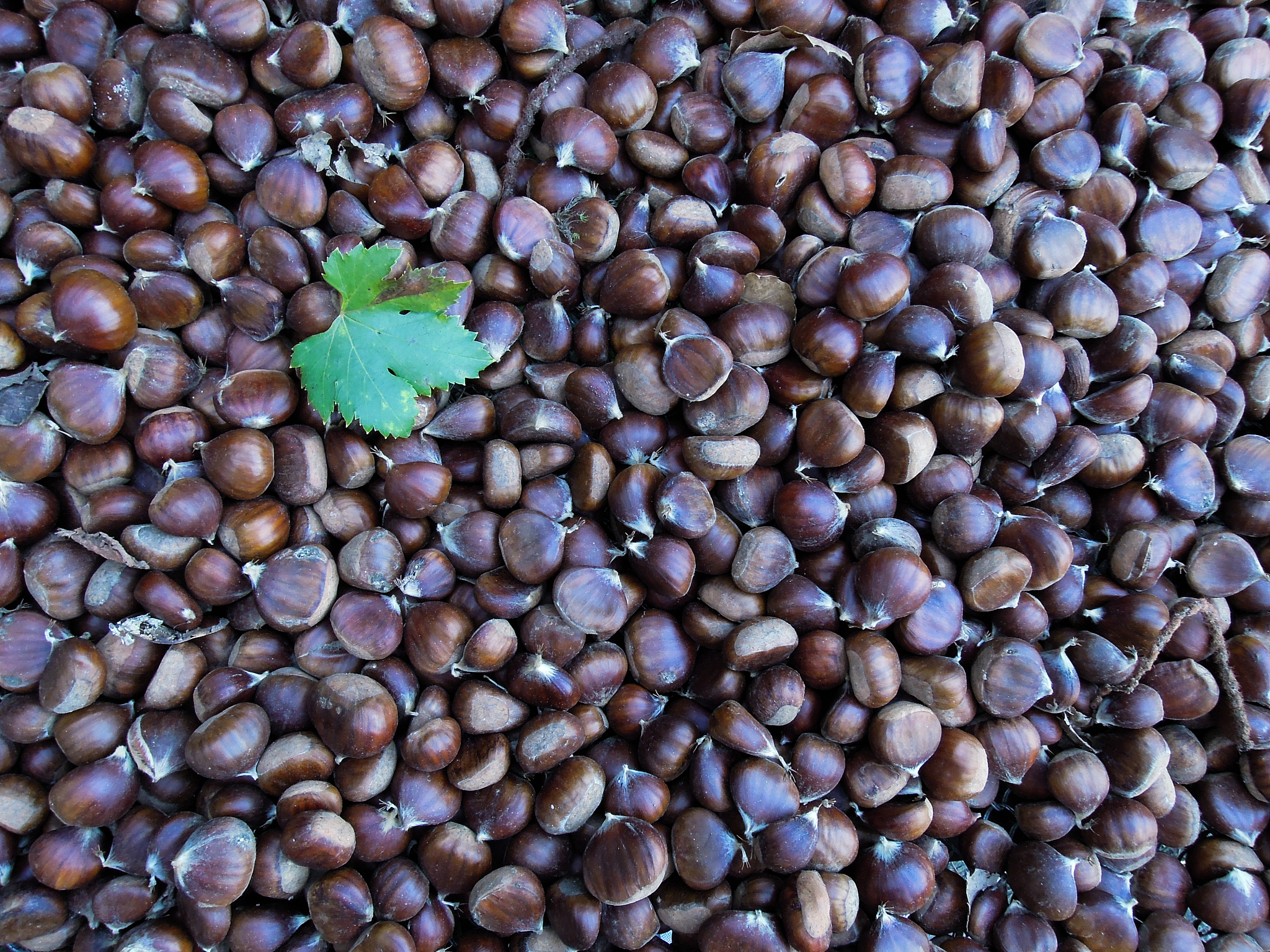 将嘉宝果种子刺梨种子人参果种子菠萝蜜种子芒果种子柠檬种子蓝莓种子李子种子柿子种子猕猴桃种子钙果种子大青枣种子火龙果种子冬枣种子柑橘种子梨树种子苹果种子桃树种子沙棘种子西瓜种子樱桃种子葡萄种子火参果种子黄珠果种子九月黄种子红树莓种子蓝焦果种子黑老虎种子文旦种子杜梨种子草莓种子甜瓜种子核桃树种子百香果种子天堂果种子香水瓜种子红香蜜种子八月瓜种子红参果种子山楂种子杨梅种子枇杷种子牛油果种子姑娘果种子甘蔗