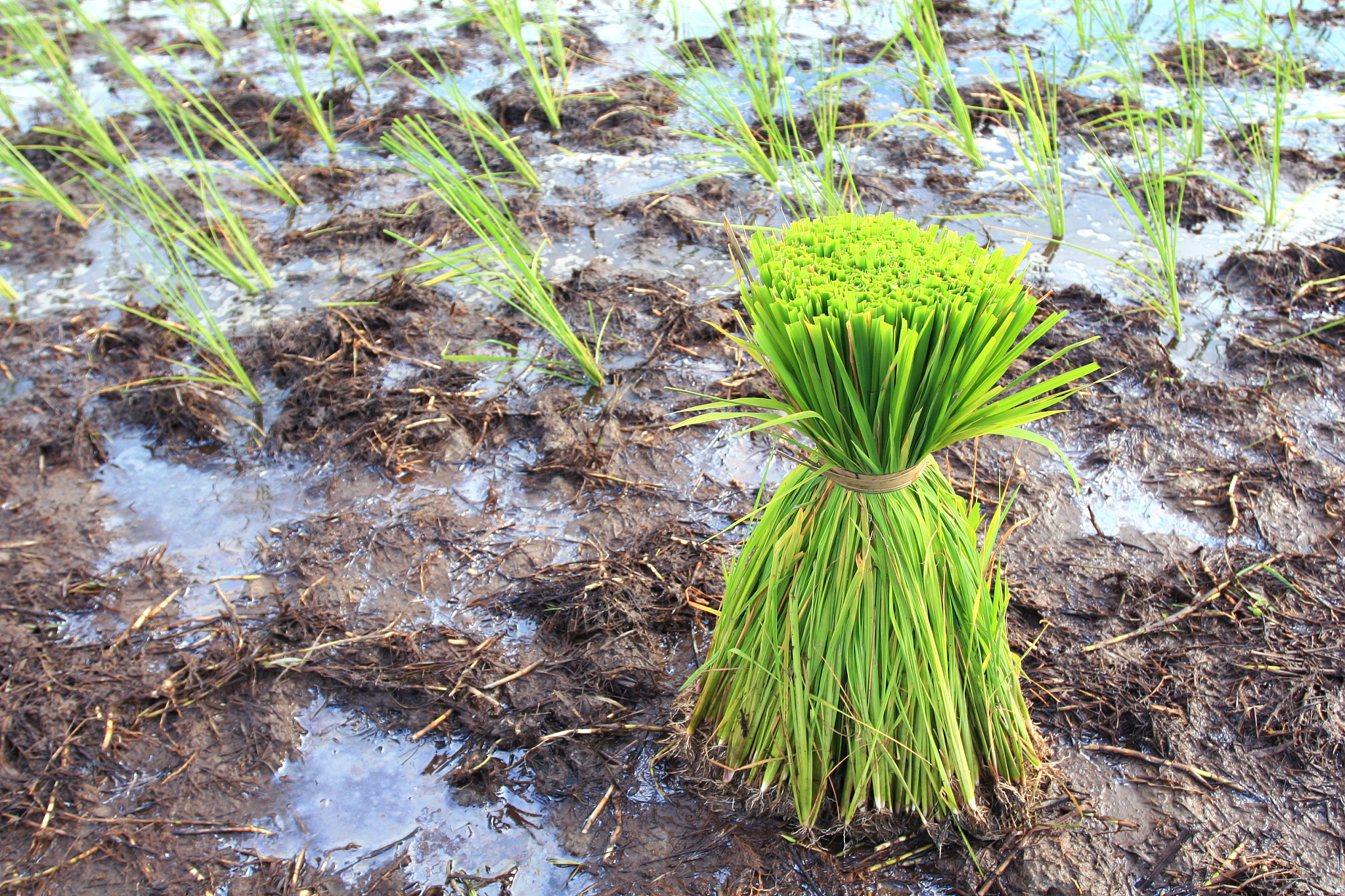 rice plants