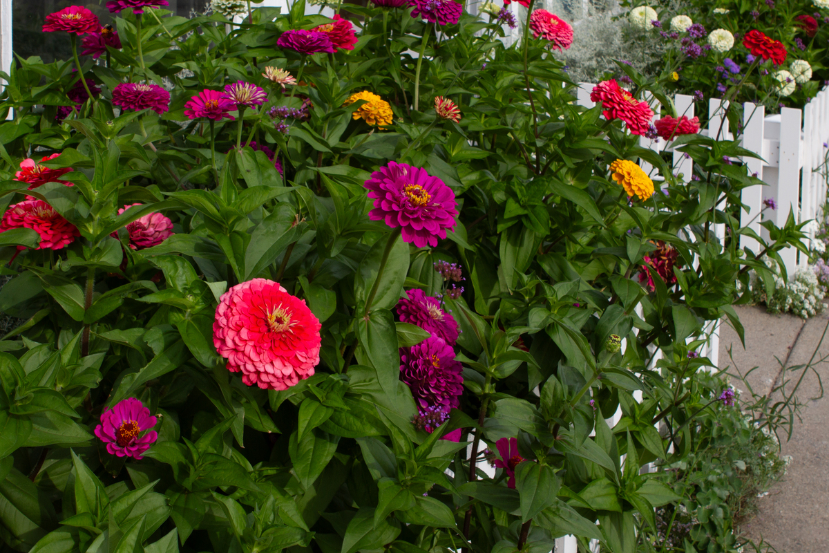 养大丽花：美丽与付出并存的体验