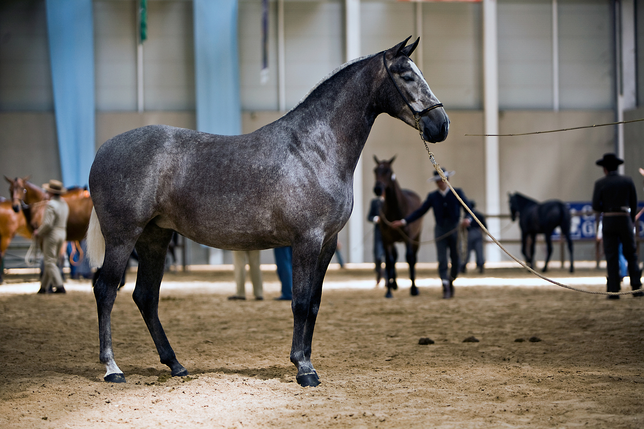 functionality testing of horses  purebred spanish, spain