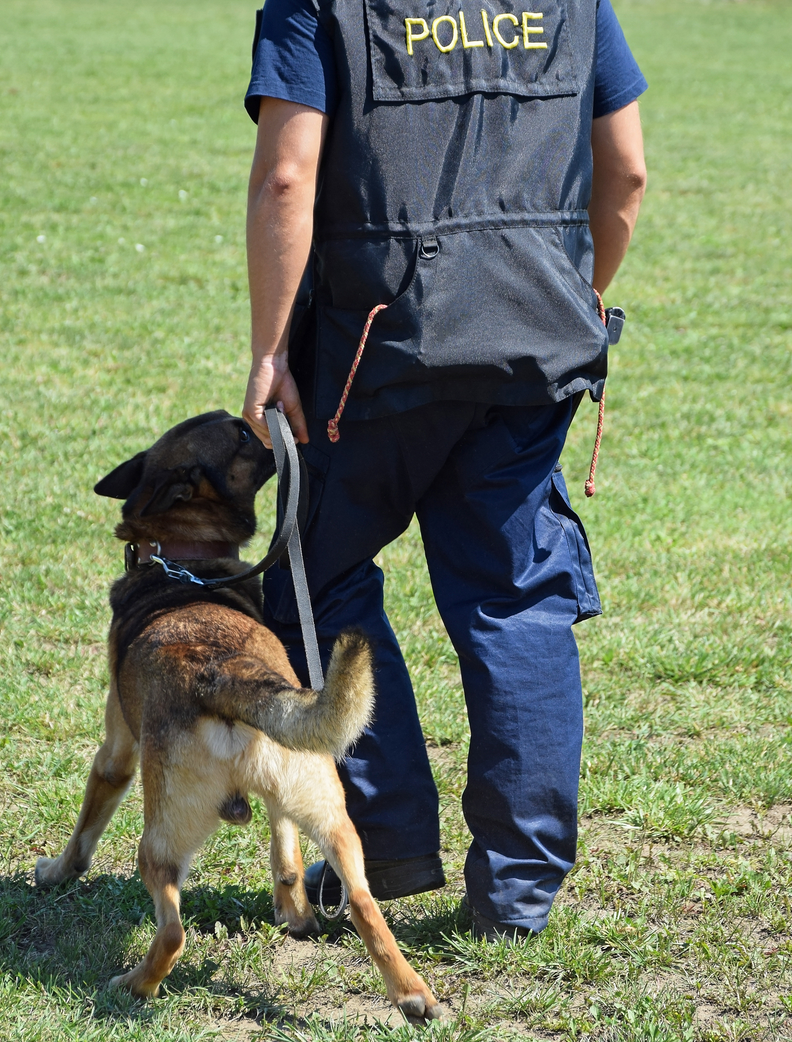 K-9 Unit Specifications: Essential Considerations for Law Enforcement and Military