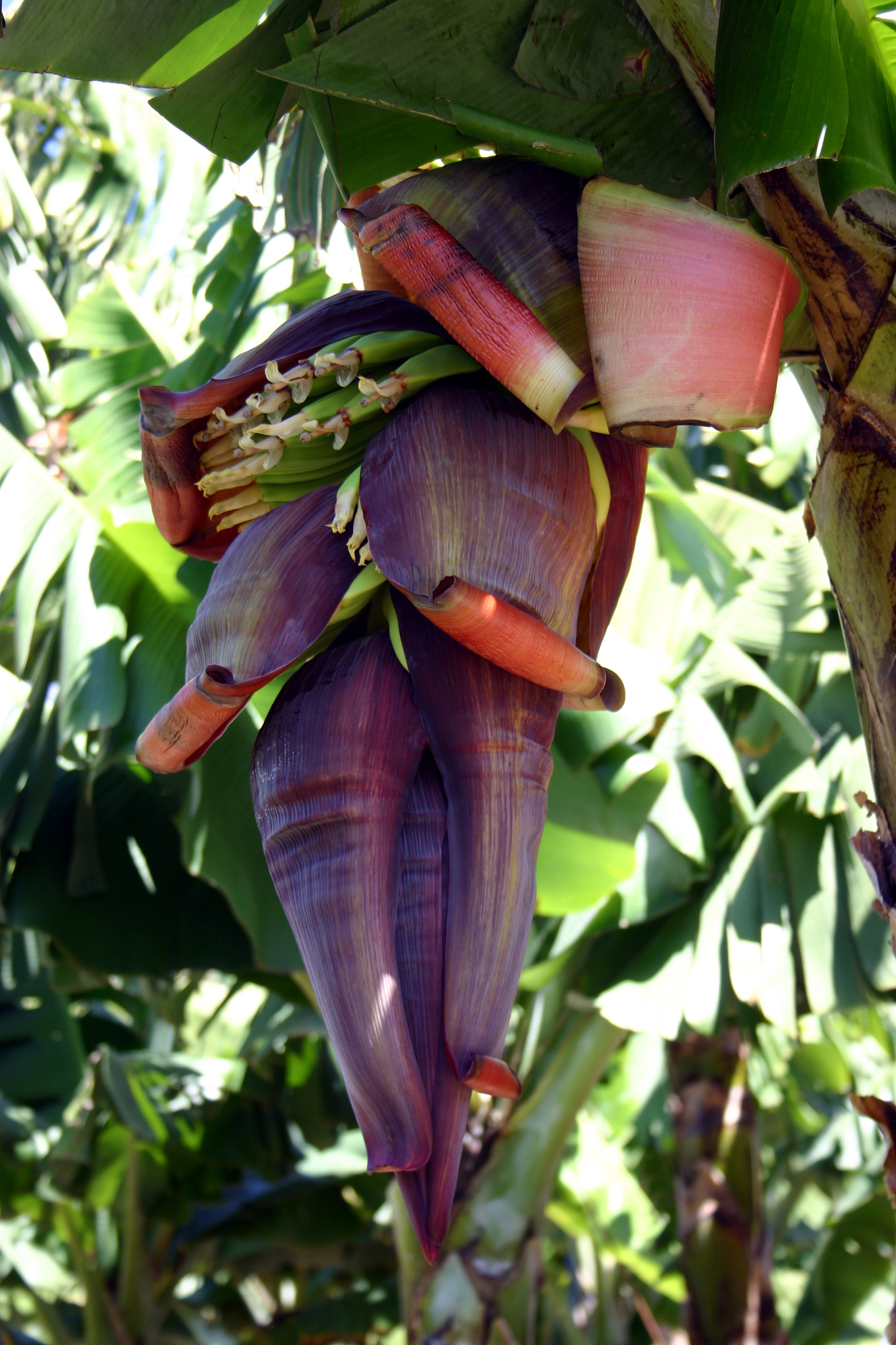 bananenblüte