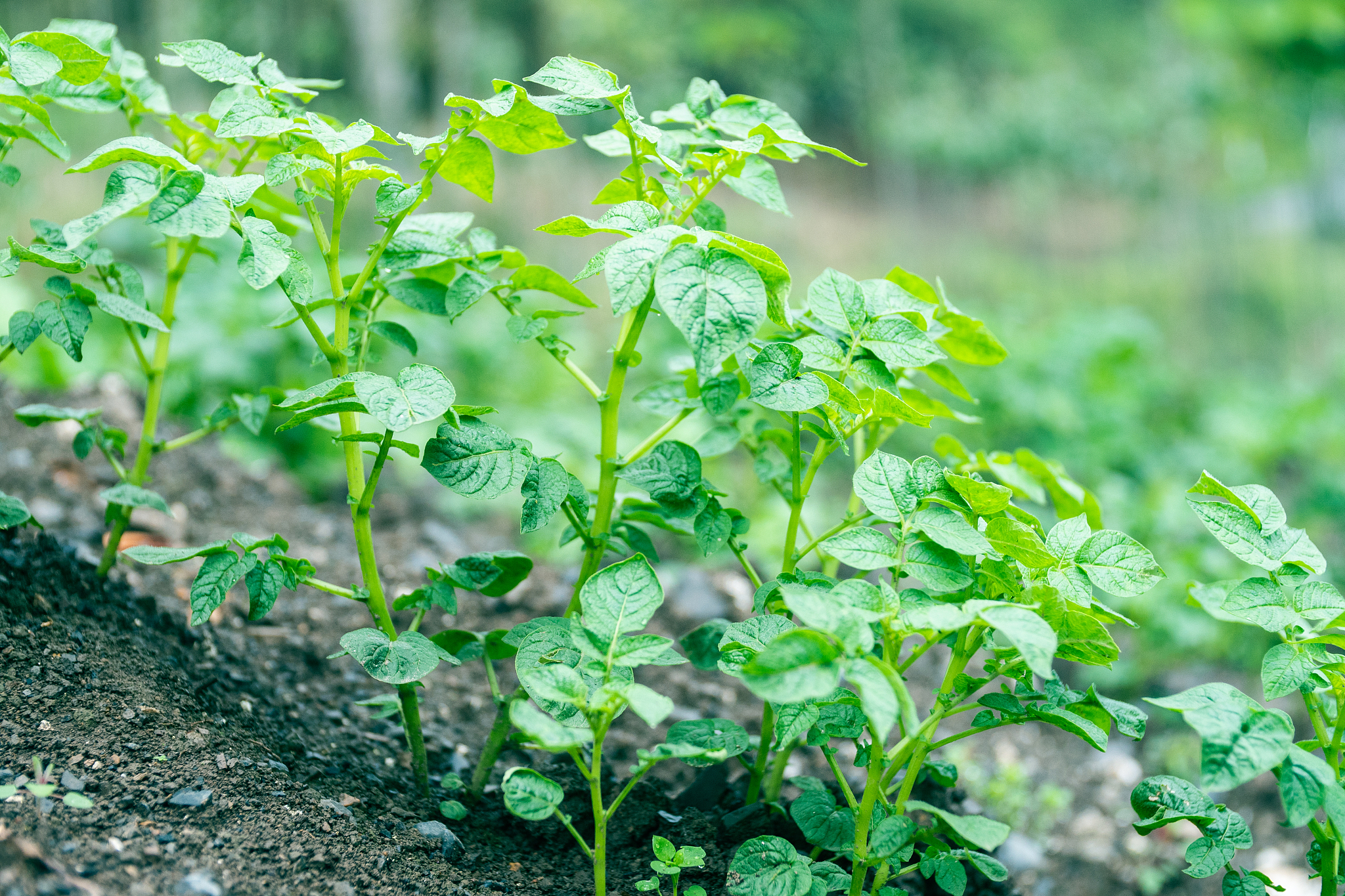potato plants