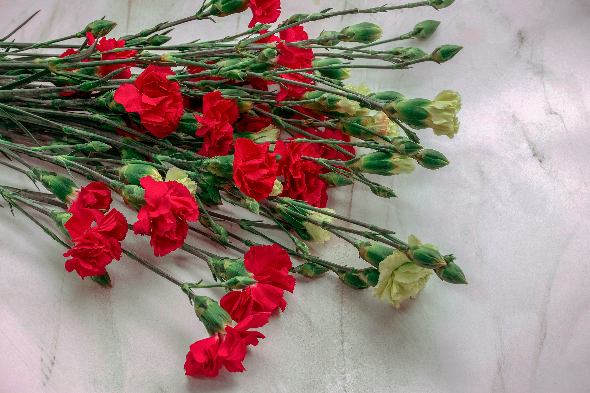 绝世芳华是什么意思_词语绝世芳华的意思