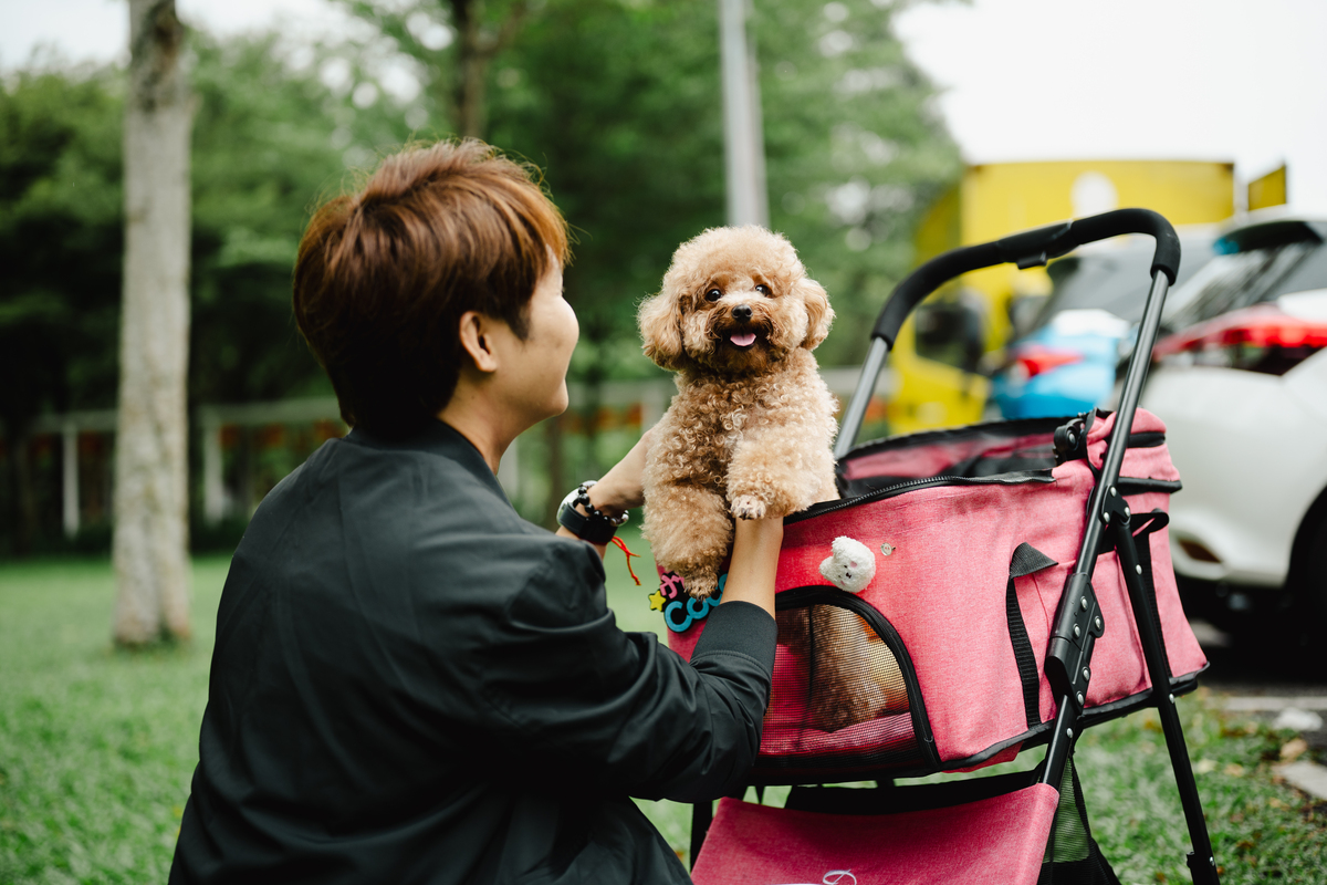以明知道猫猫狗狗只能陪伴我们人生的一段旅程养它就意味着别离和悲伤那么为什么要养宠物重新编写标题写一篇1100字文章