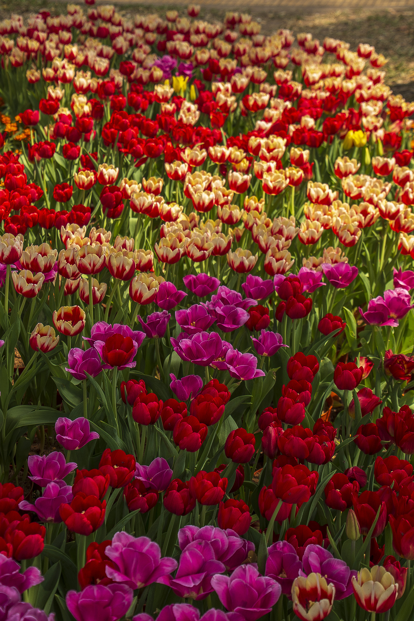 FF0000颜色代码 - 代表红色