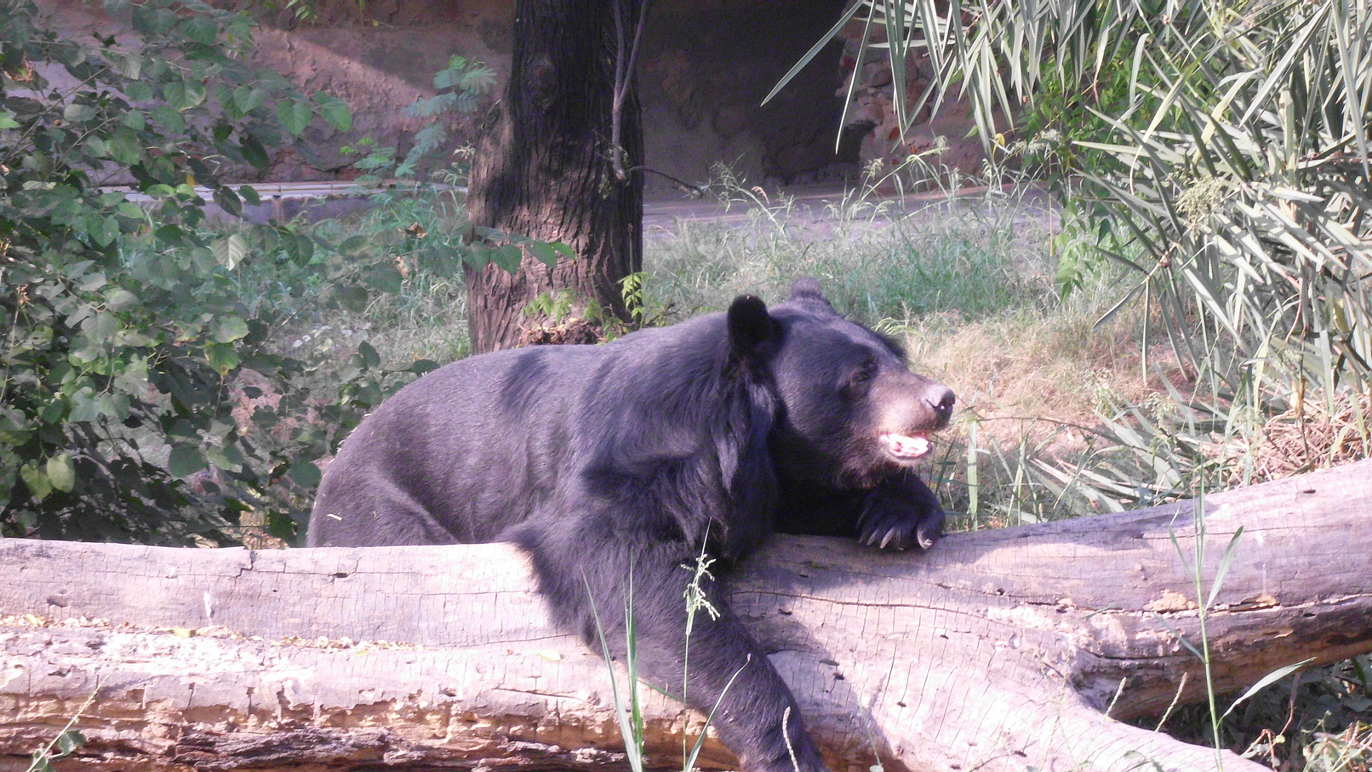 激战2超级冒险伐木熊好不好回答加拓展。